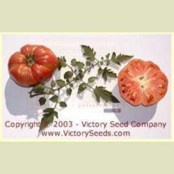 Location: Victory Seed Company - Liberal, OR
Image used with permission of the Victory Seed Company