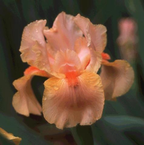Photo of Intermediate Bearded Iris (Iris 'Palinka') uploaded by Misawa77