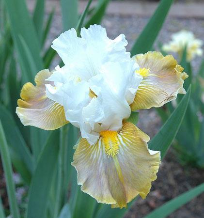Photo of Intermediate Bearded Iris (Iris 'Faerie Court') uploaded by Misawa77