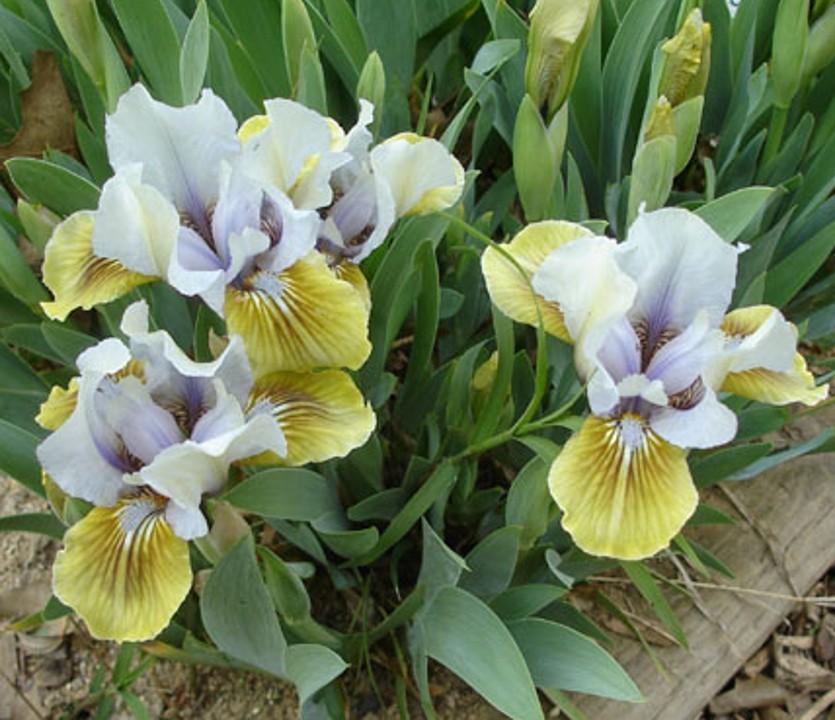 Photo of Standard Dwarf Bearded Iris (Iris 'Pesky') uploaded by Misawa77
