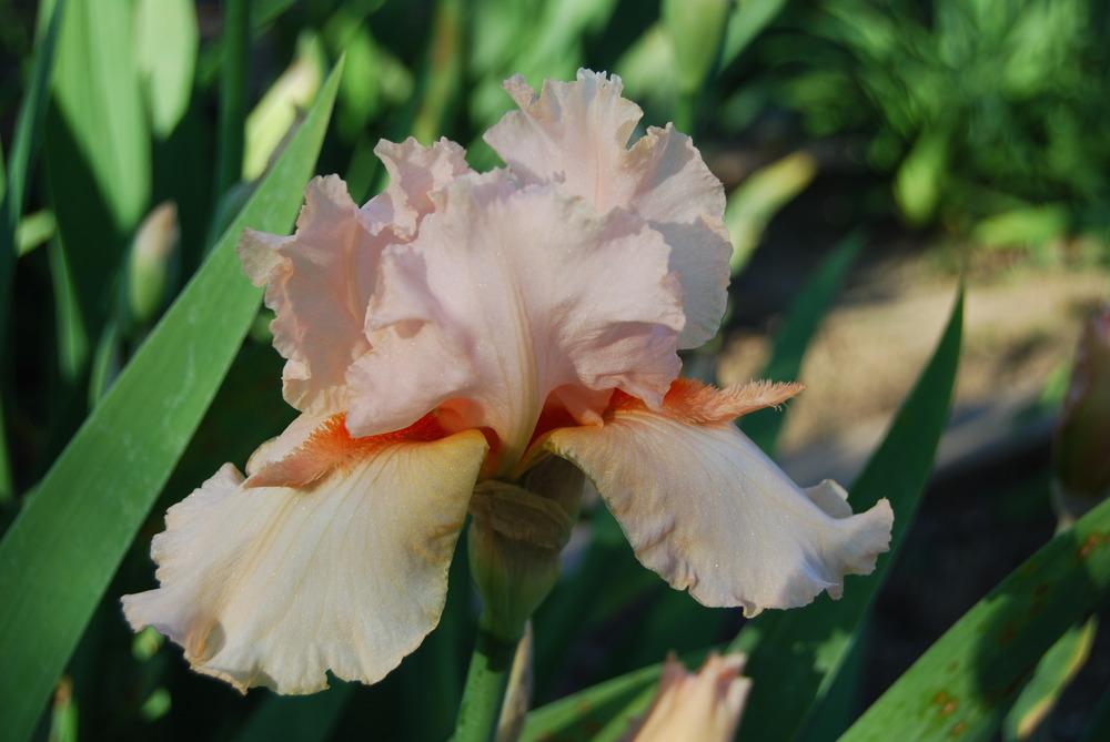 Photo of Tall Bearded Iris (Iris 'Coral Point') uploaded by Phillipb2