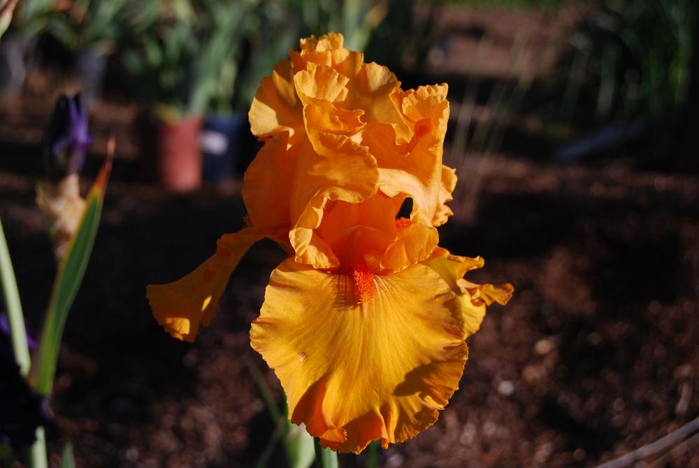 Photo of Tall Bearded Iris (Iris 'Penny Lane') uploaded by Phillipb2