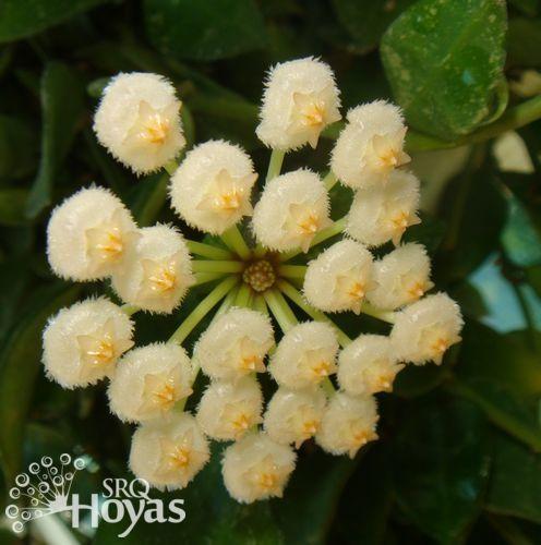 Photo of Wax Plant (Hoya lacunosa) uploaded by SRQHoyas