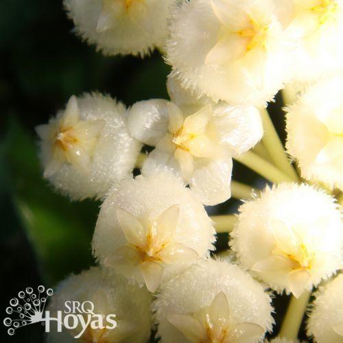 Photo of Wax Plant (Hoya lacunosa) uploaded by SRQHoyas