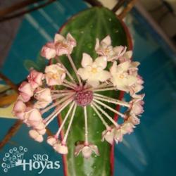 Location: SRQHoyas
Date: 2015-02-11
Hoya macrophylla 'variegated' IML 1622