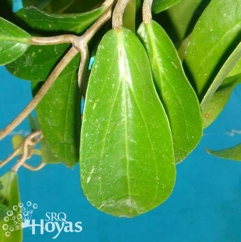 Photo of Wax Plant (Hoya nicholsoniae) uploaded by SRQHoyas