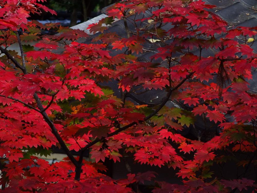 Photo of Full Moon Maple (Acer japonicum) uploaded by admin