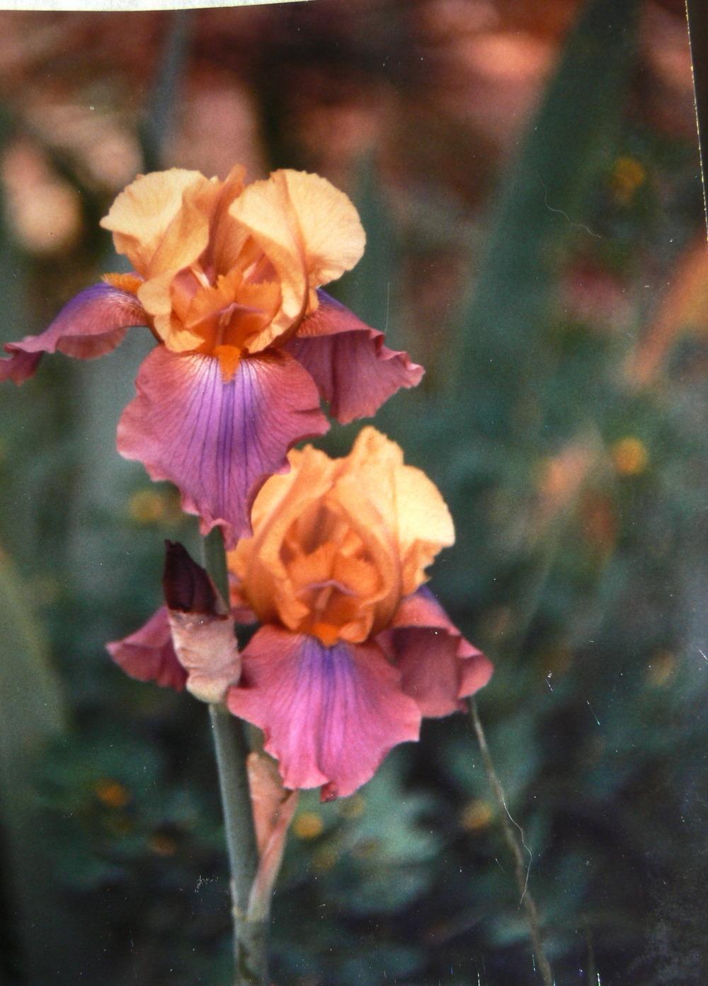 Photo of Tall Bearded Iris (Iris 'Milestone') uploaded by janwax