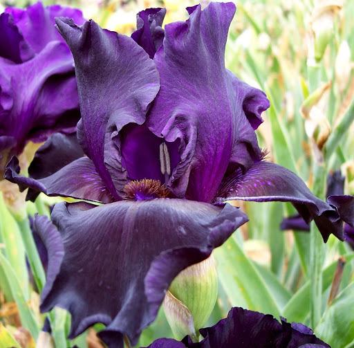 Photo of Tall Bearded Iris (Iris 'Dark Passion') uploaded by joyfulirises