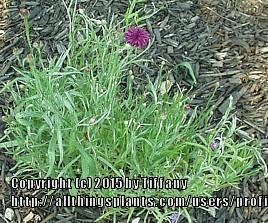 Photo of Bachelor's Buttons (Centaurea cyanus) uploaded by purpleinopp