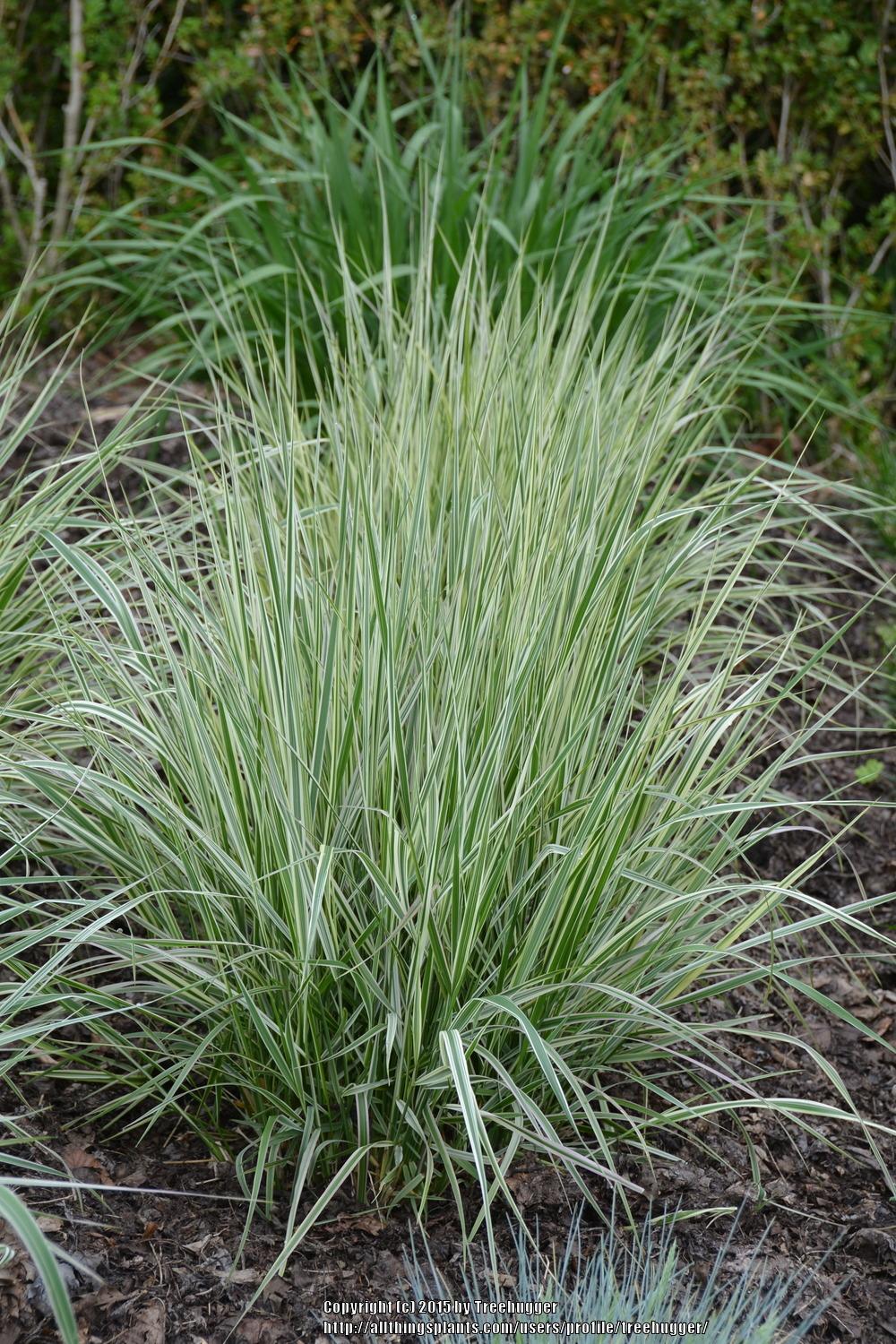 Photo of the leaves of Feather Reed Grass (Calamagrostis x acutiflora