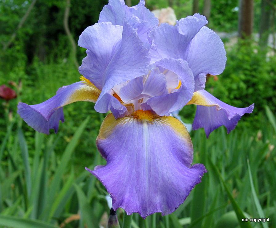 Photo of Tall Bearded Iris (Iris 'Fifth Avenue') uploaded by MargieNY