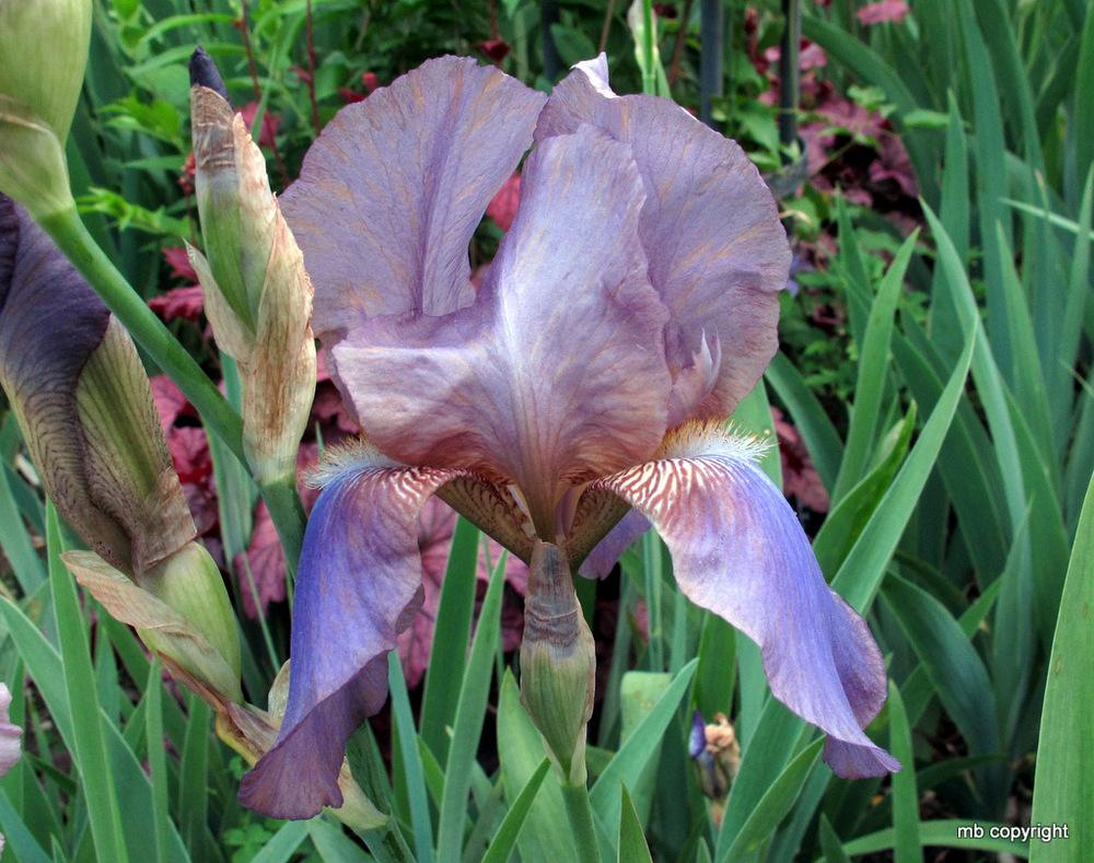 Photo of Tall Bearded Iris (Iris 'Beotie') uploaded by MargieNY