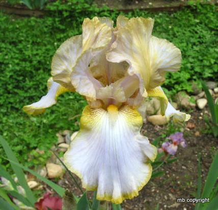 Photo of Tall Bearded Iris (Iris 'Star Shine') uploaded by MargieNY