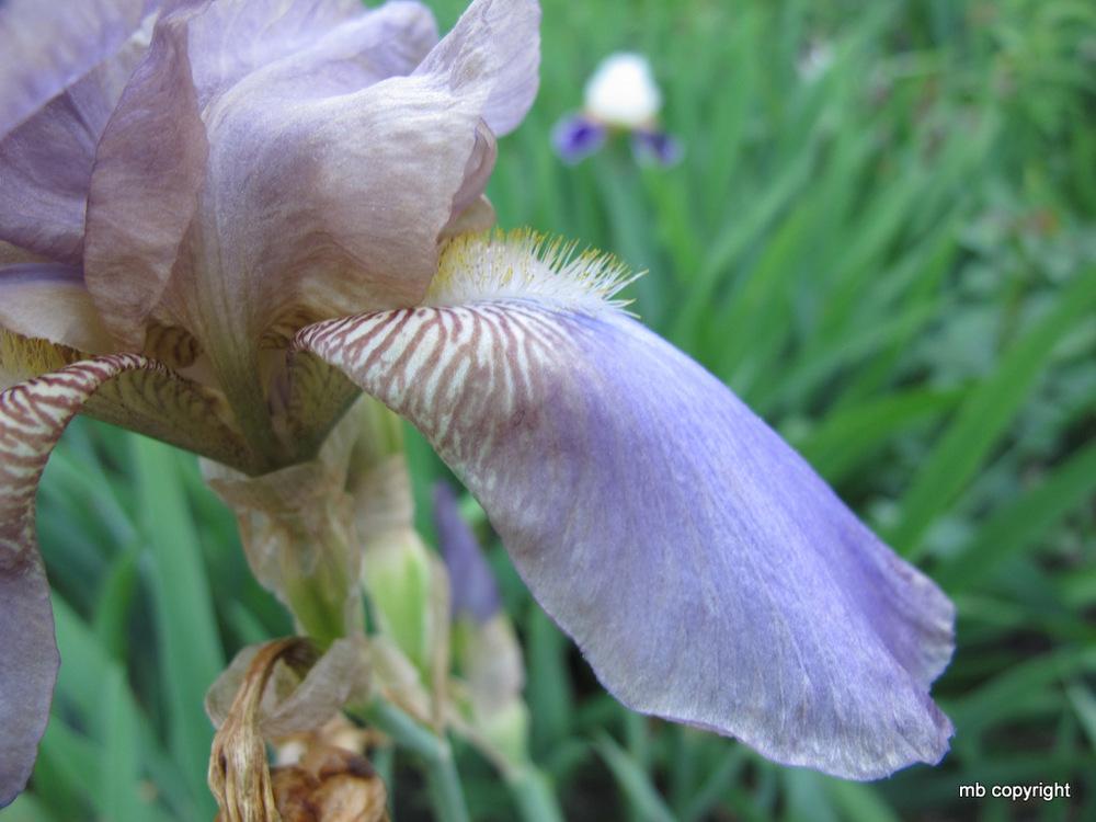 Photo of Tall Bearded Iris (Iris 'Beotie') uploaded by MargieNY