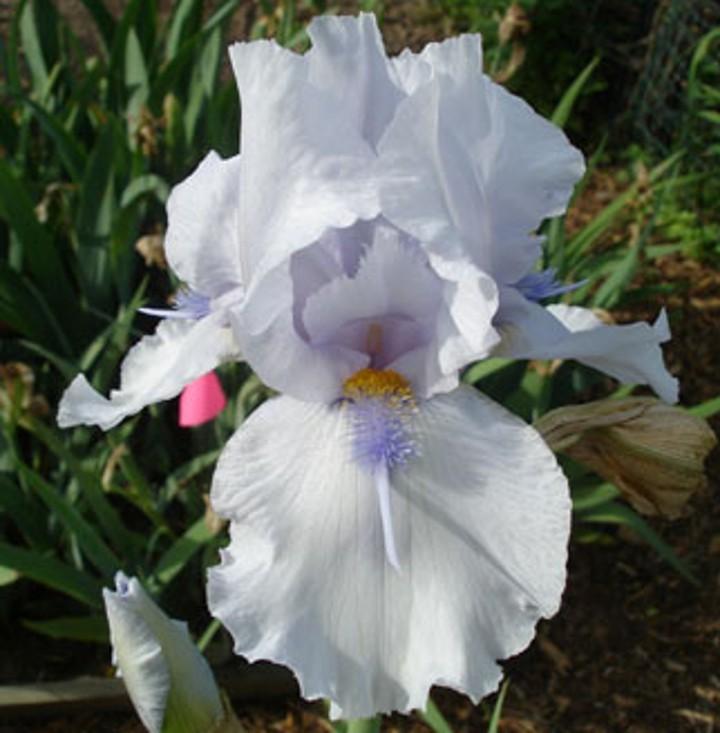 Photo of Tall Bearded Iris (Iris 'Well Appointed') uploaded by Misawa77