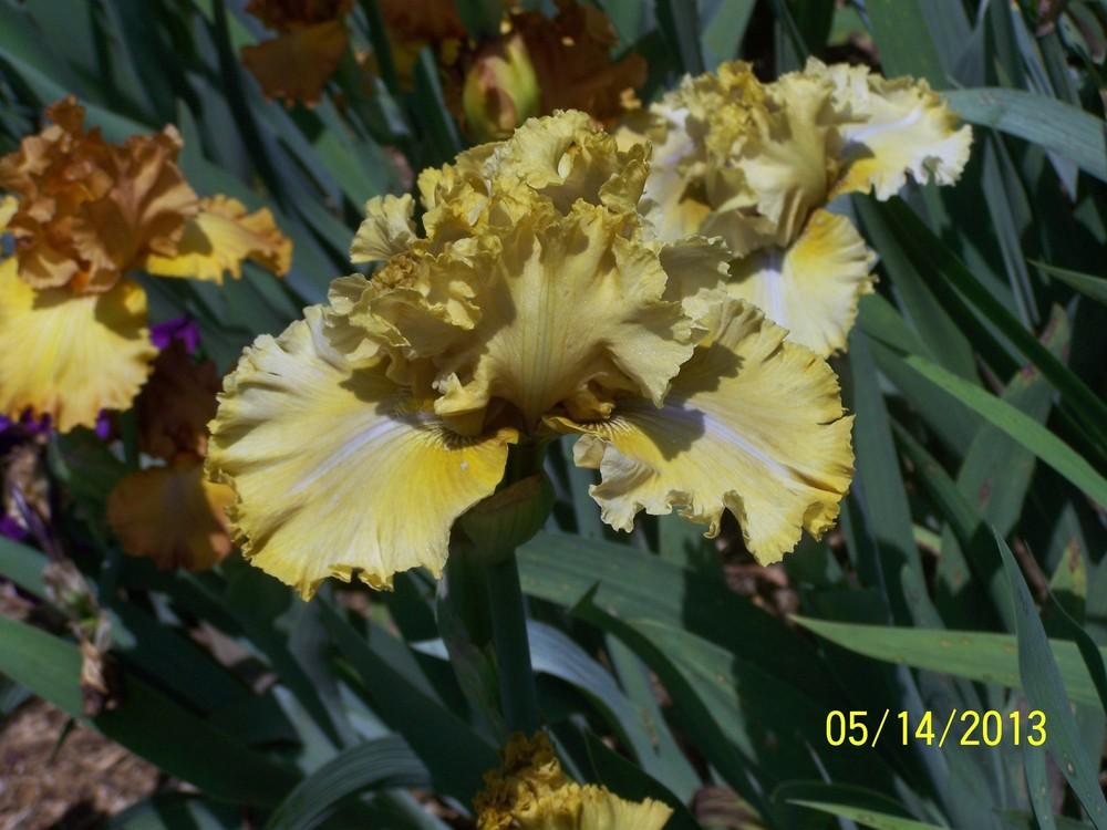 Photo of Tall Bearded Iris (Iris 'Antiquity') uploaded by Misawa77