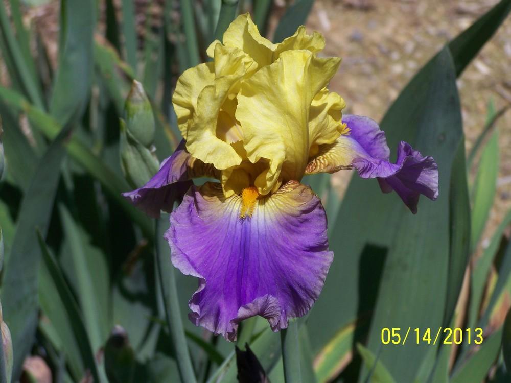 Photo of Tall Bearded Iris (Iris 'Entrancing') uploaded by Misawa77