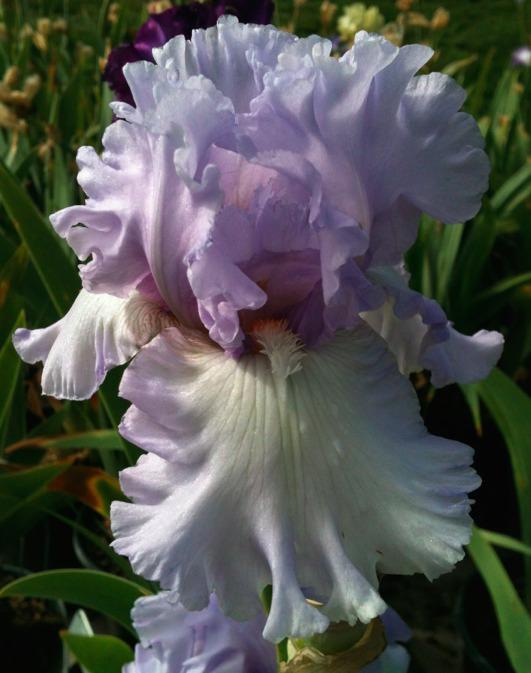 Photo of Tall Bearded Iris (Iris 'Royal Sterling') uploaded by Moiris