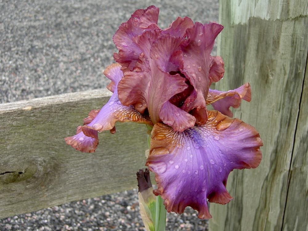 Photo of Tall Bearded Iris (Iris 'Strut Your Stuff') uploaded by Muddymitts