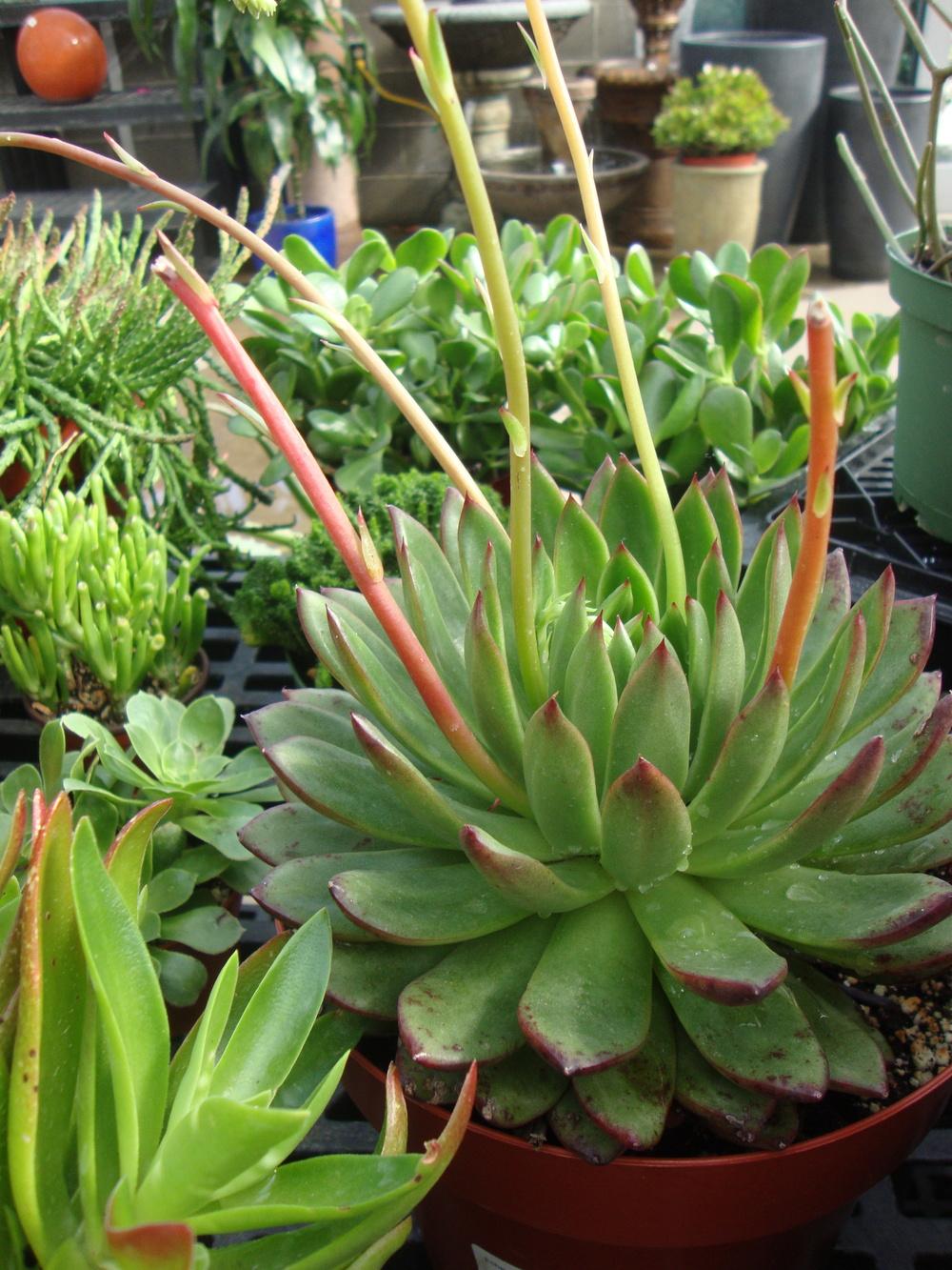 Photo of Echeveria (Echeveria agavoides) uploaded by Paul2032