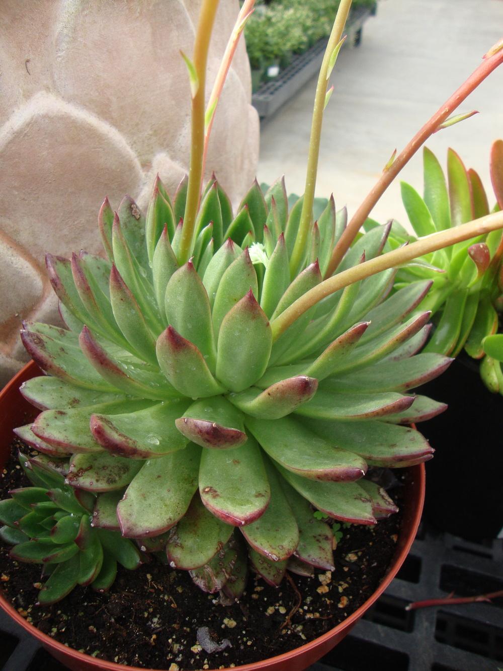 Photo of Echeveria (Echeveria agavoides) uploaded by Paul2032