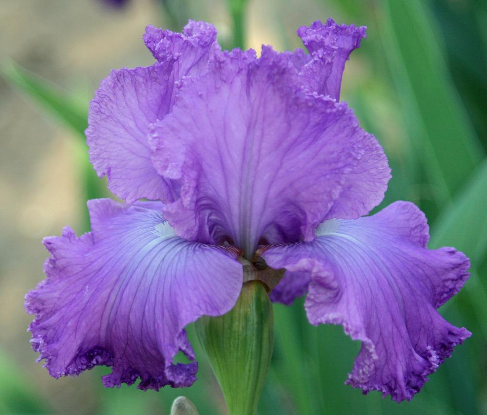 Photo of Tall Bearded Iris (Iris 'Visual Arts') uploaded by Snork