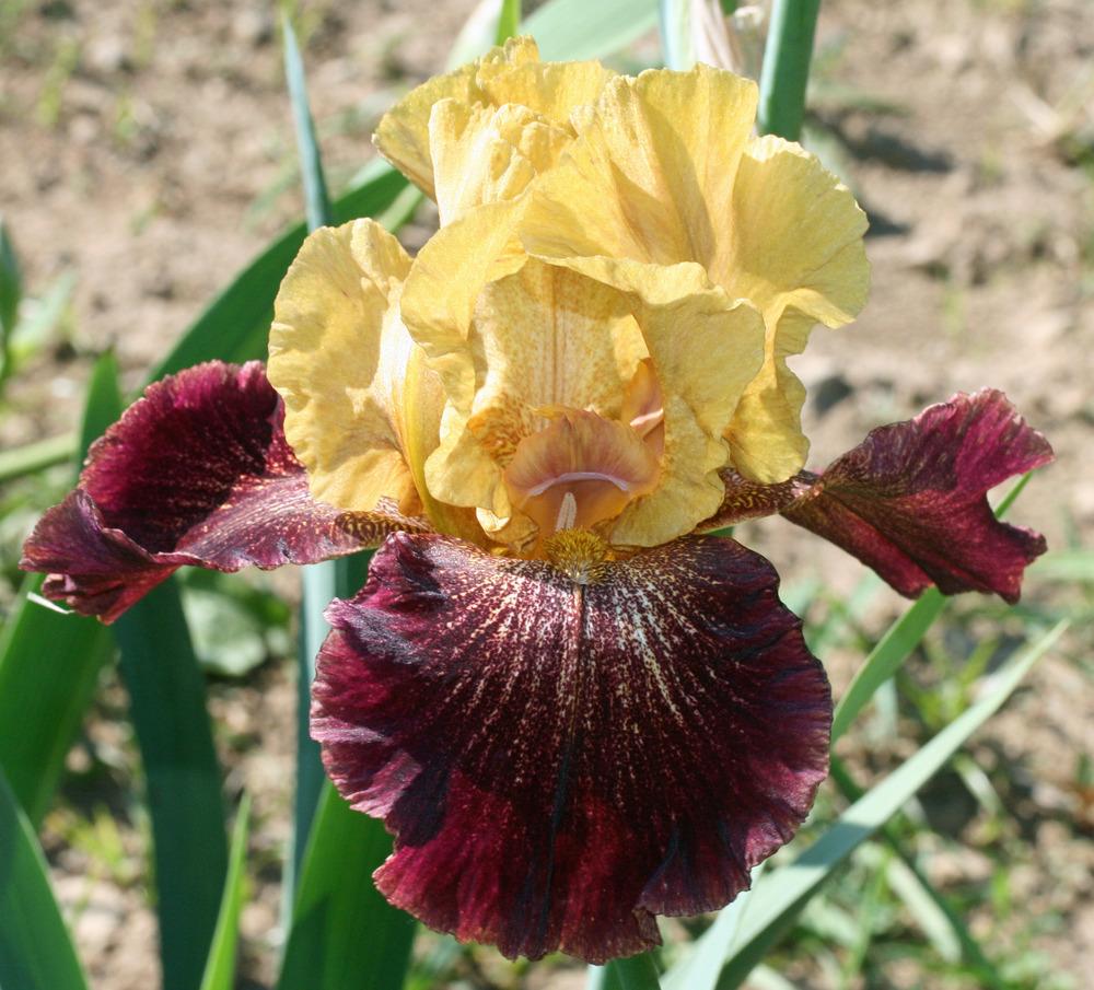 Photo of Tall Bearded Iris (Iris 'Bronco Down') uploaded by Snork
