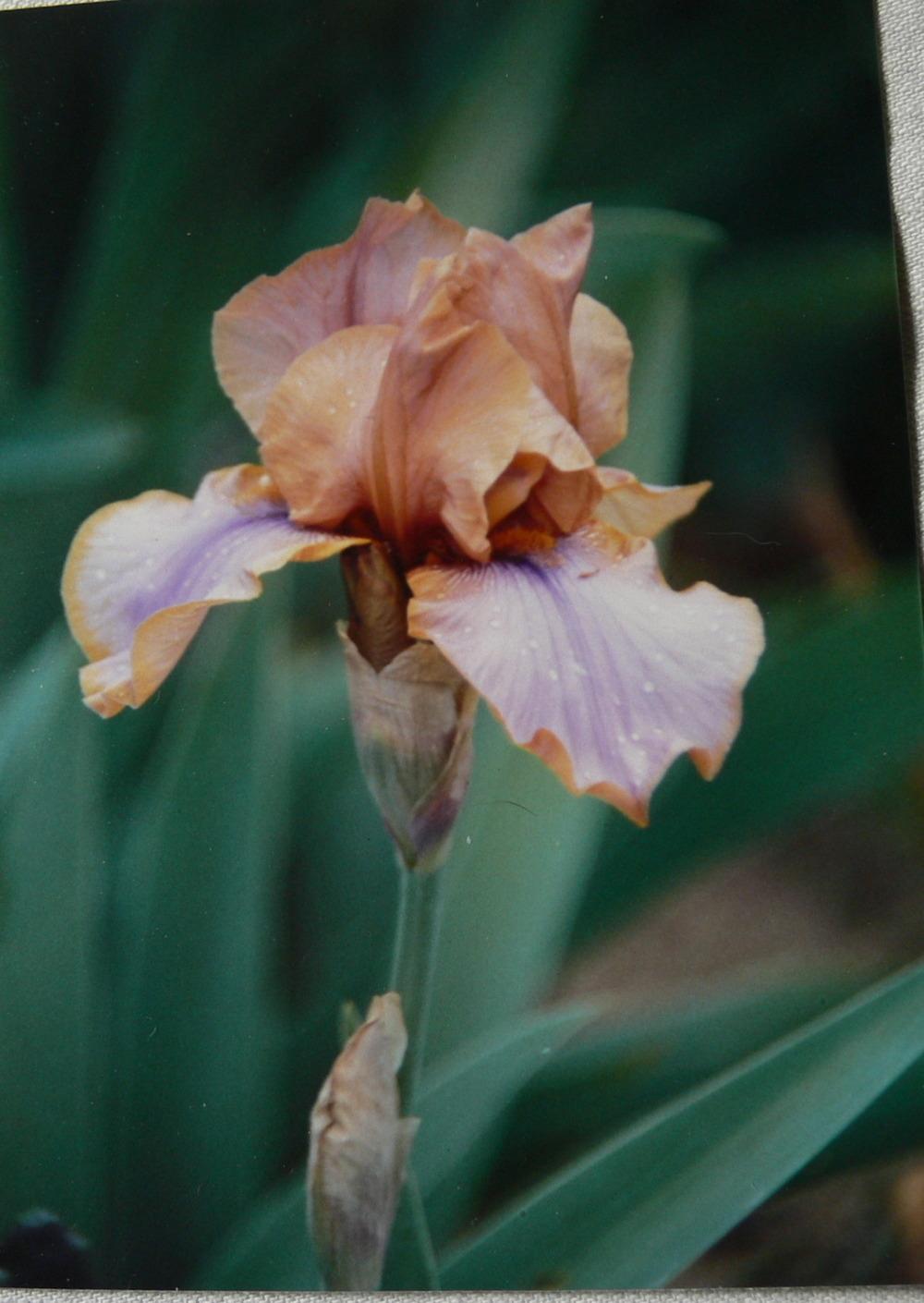 Photo of Tall Bearded Iris (Iris 'Commentary') uploaded by janwax
