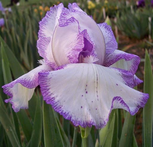 Photo of Tall Bearded Iris (Iris 'Needlecraft') uploaded by joyfulirises