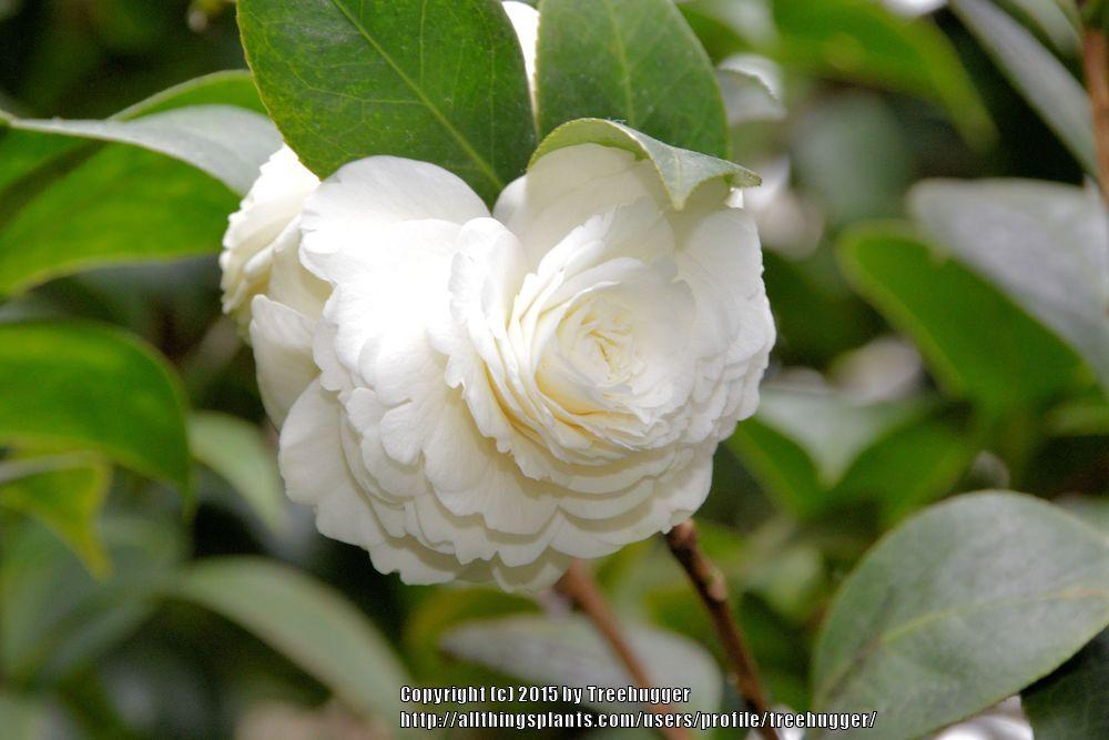 Photo of Japanese Camellia (Camellia japonica 'Dahlonega') uploaded by treehugger