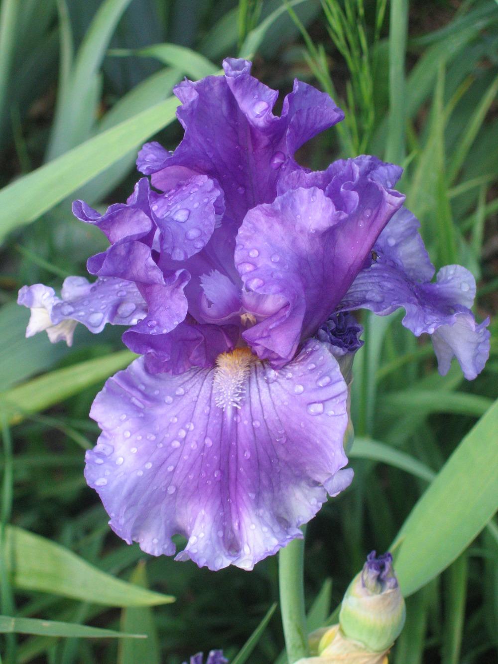 Photo of Tall Bearded Iris (Iris 'Rite of Spring') uploaded by tveguy3