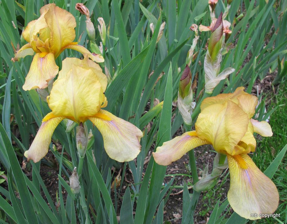Photo of Tall Bearded Iris (Iris 'Golden Flare') uploaded by MargieNY