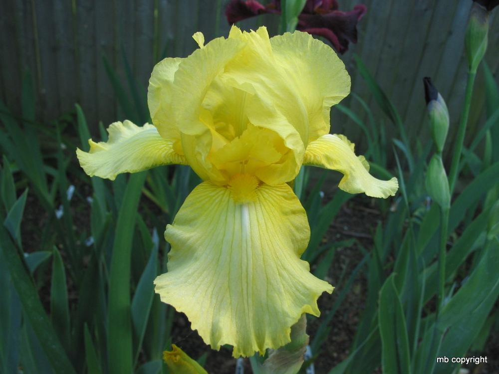 Photo of Tall Bearded Iris (Iris 'Corn Harvest') uploaded by MargieNY