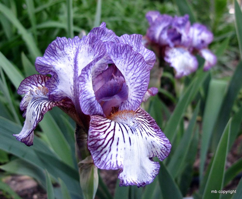 Photo of Intermediate Bearded Iris (Iris 'Sangone') uploaded by MargieNY
