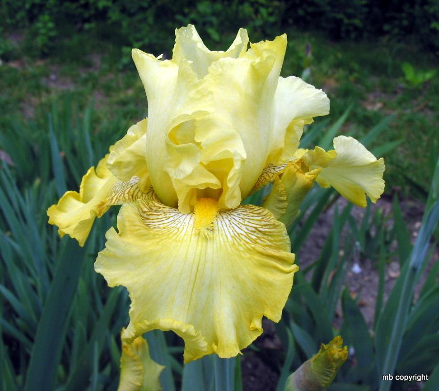 Photo of Tall Bearded Iris (Iris 'Buckwheat') uploaded by MargieNY