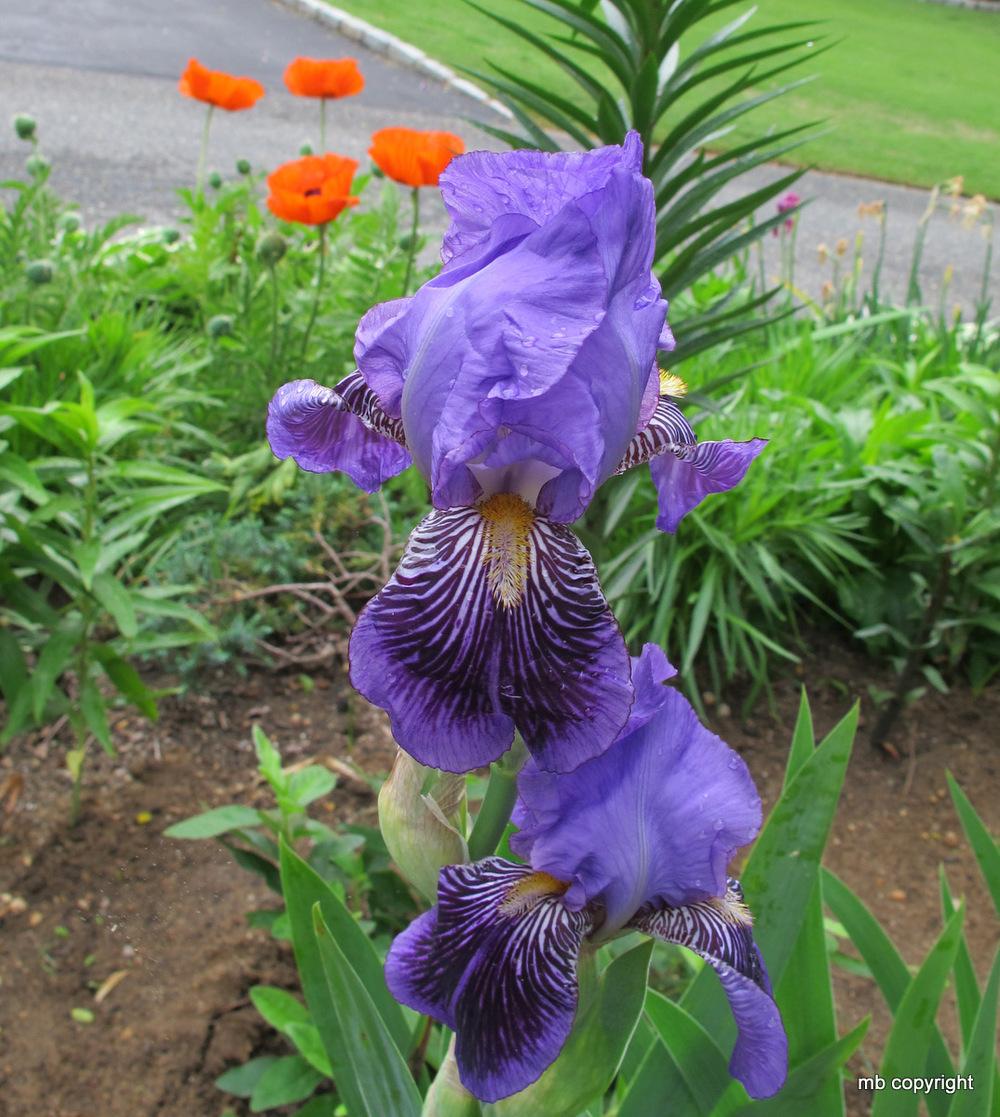 Photo of Tall Bearded Iris (Iris 'Monsignor') uploaded by MargieNY