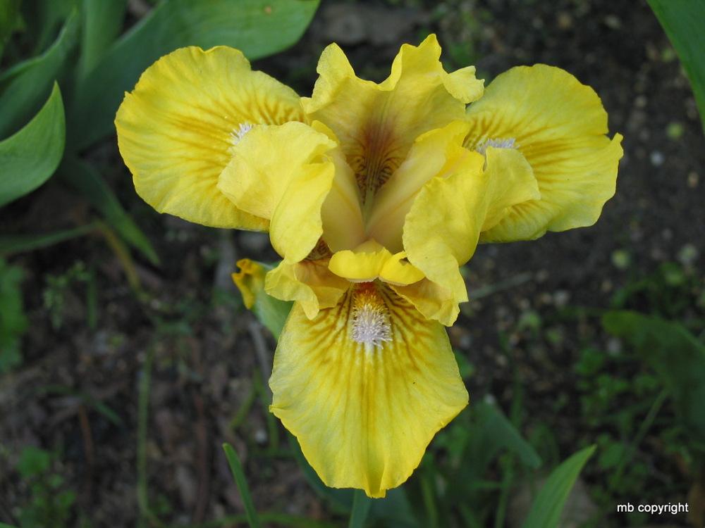 Photo of Standard Dwarf Bearded Iris (Iris 'Baci') uploaded by MargieNY