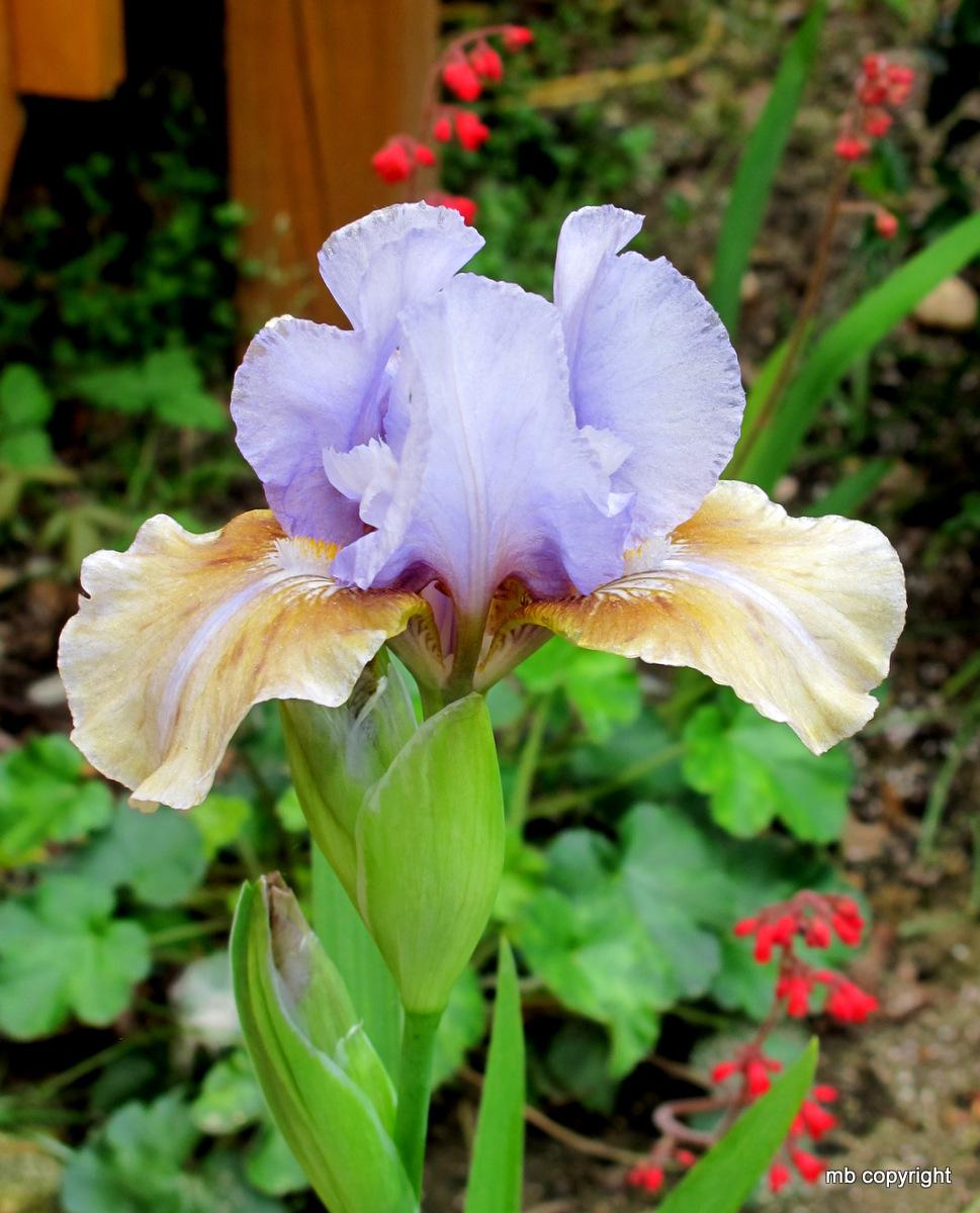 Photo of Intermediate Bearded Iris (Iris 'Fast Forward') uploaded by MargieNY