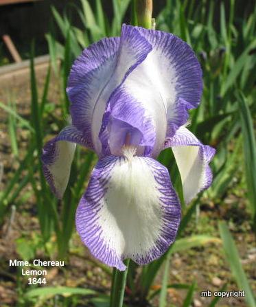 Photo of Tall Bearded Iris (Iris 'Mme. Chereau') uploaded by MargieNY