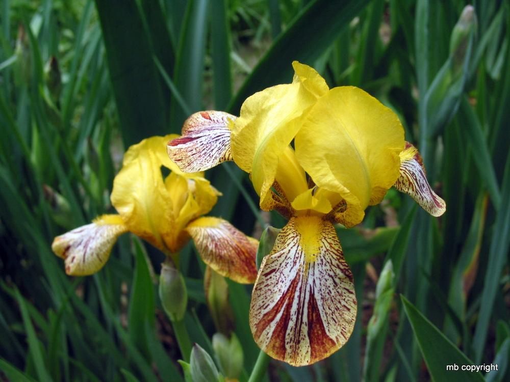 Photo of Miniature Tall Bearded Iris (Iris 'Kaleidoscope') uploaded by MargieNY