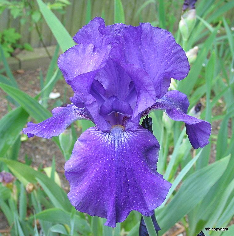 Photo of Tall Bearded Iris (Iris 'Violet Miracle') uploaded by MargieNY