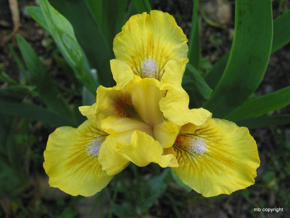 Photo of Standard Dwarf Bearded Iris (Iris 'Baci') uploaded by MargieNY