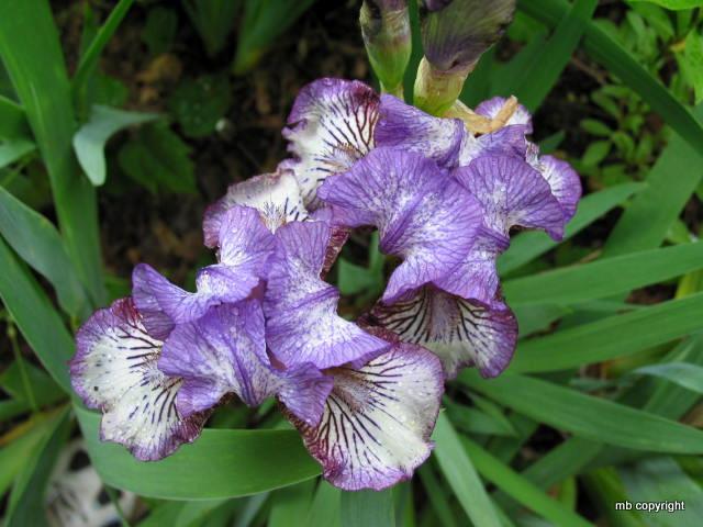 Photo of Intermediate Bearded Iris (Iris 'Sangone') uploaded by MargieNY