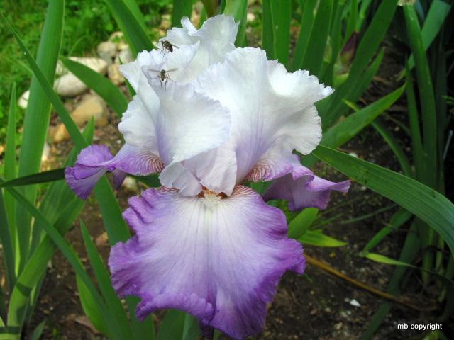Photo of Tall Bearded Iris (Iris 'O'So Pretty') uploaded by MargieNY