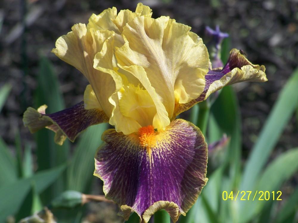 Photo of Intermediate Bearded Iris (Iris 'Delirium') uploaded by Misawa77