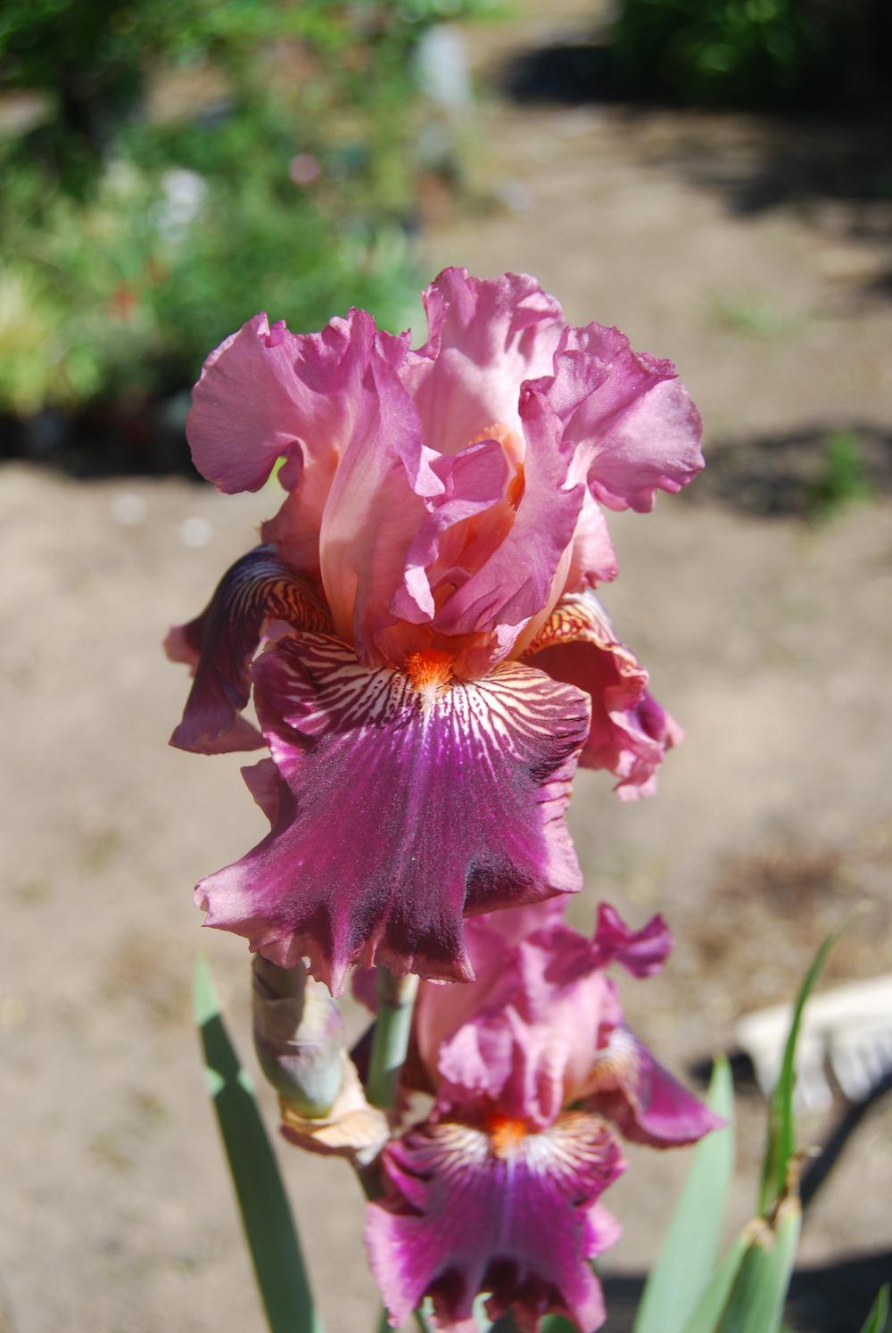 Photo of Tall Bearded Iris (Iris 'Yosemite Sam') uploaded by Phillipb2