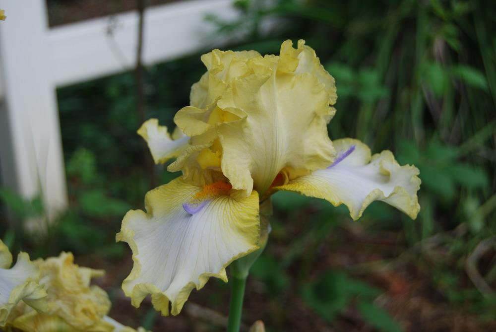 Photo of Tall Bearded Iris (Iris 'Sky Hooks') uploaded by Phillipb2