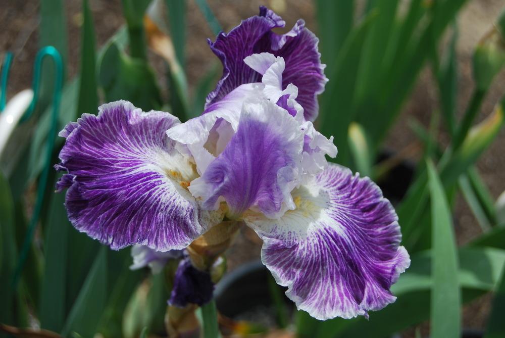 Photo of Tall Bearded Iris (Iris 'Telepathy') uploaded by Phillipb2