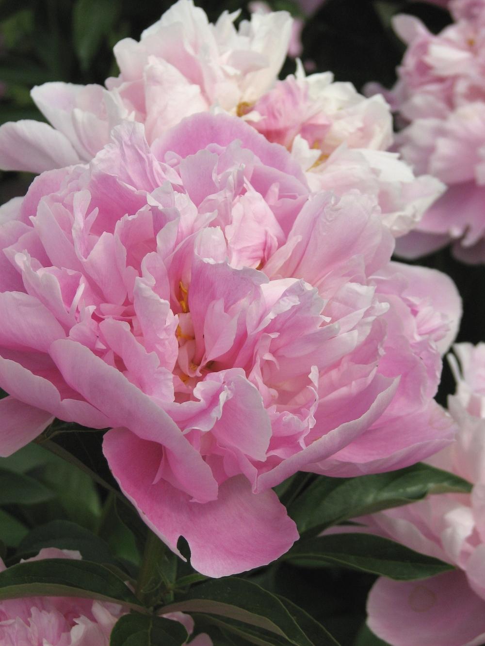 Photo of Peony (Paeonia lactiflora 'Walter Faxon') uploaded by admin